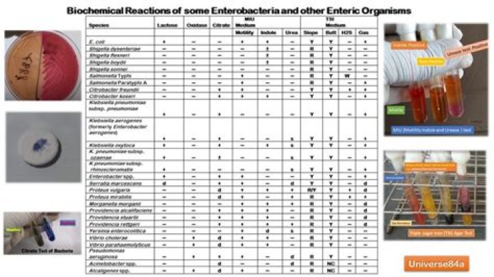Biochemical Test for Enterobacteriaceae: Comprehensive PDF Guide