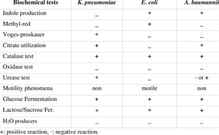 Biochemical Tests for Gram Negative Bacteria: Essential PDF Guide