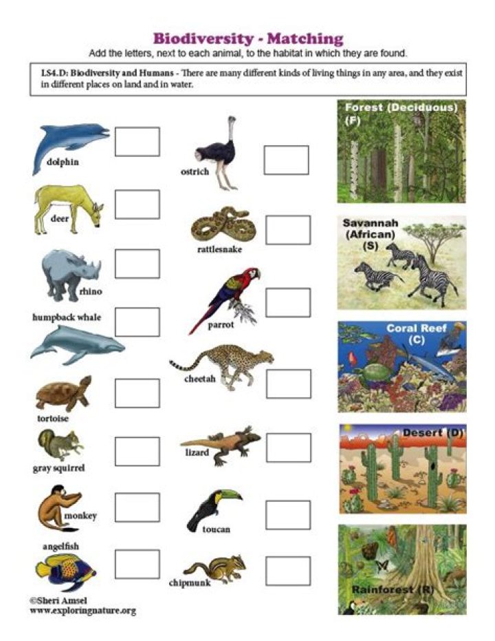 Biodiversity Activity Worksheet PDF: Hands-On Learning for Students