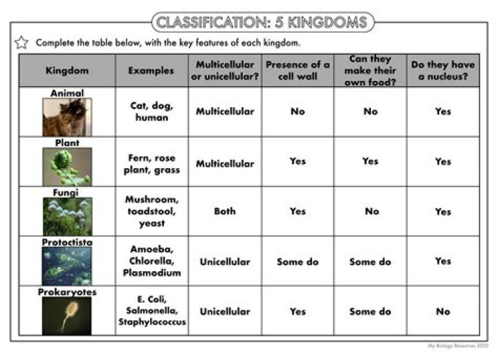 Biological Classification Worksheet PDF: Free Printable Learning Tool