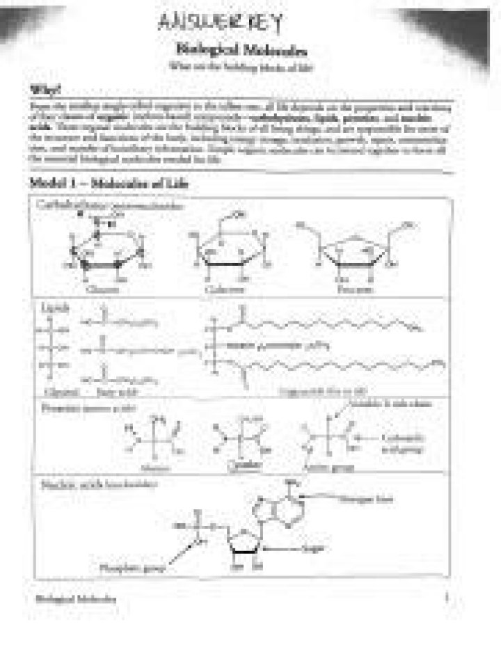 Biological Molecules PDF Answer Key – Complete Study Guide