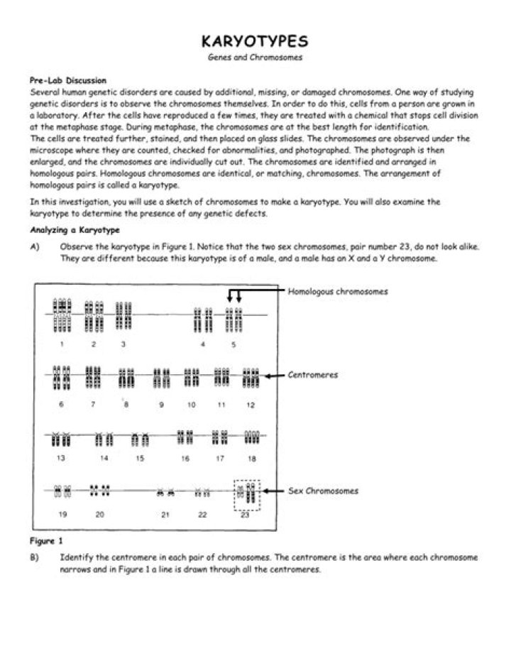 Biology Karyotype Worksheet PDF Answers – Complete Guide & Answers