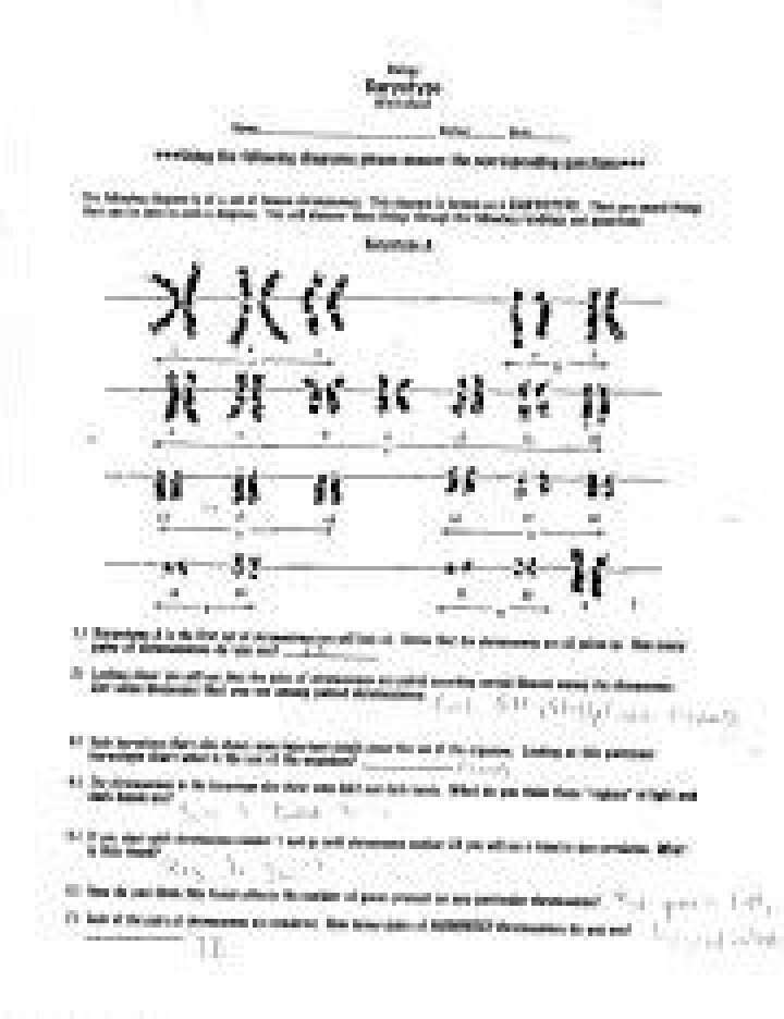Free Biology Karyotype Worksheet PDF for Student Learning
