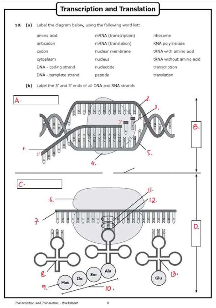 Biology Transcription & Translation Practice Worksheet Answers PDF