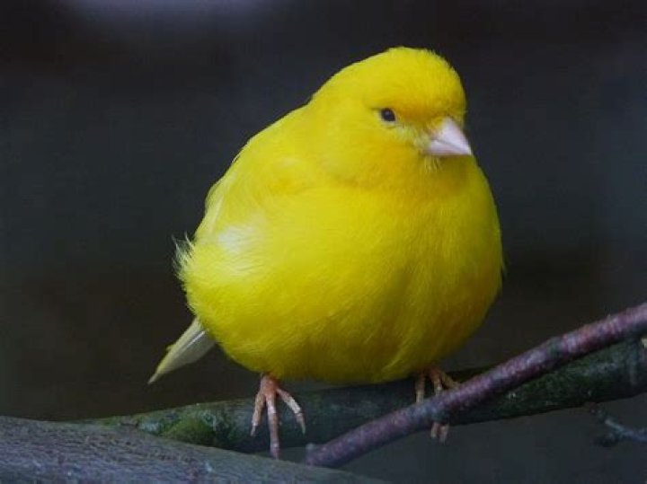 Bird Symbolism and meanings Ba3 Birds