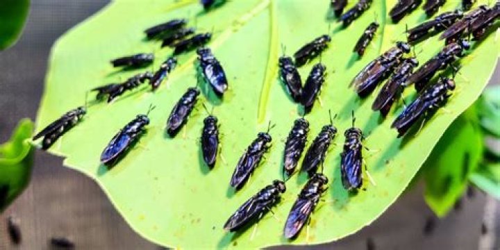 Black Soldier Fly Business Plan PDF: Scalable Insect Farming Guide