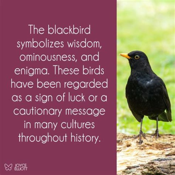 Blackbird Symbolism & Meaning Blackbird Spirit, Totem & Power Animal