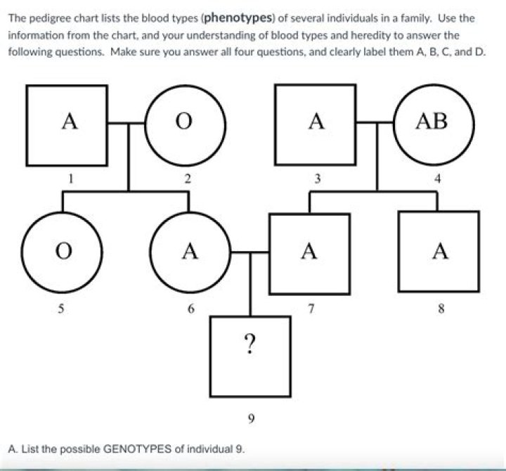 Unlock the Blood Type Pedigree Mystery – Answer Key PDF