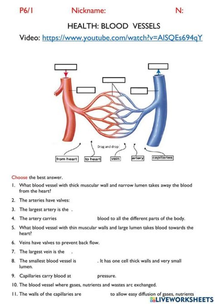 Blood Vessels Questions and Answers PDF: Expert Guide
