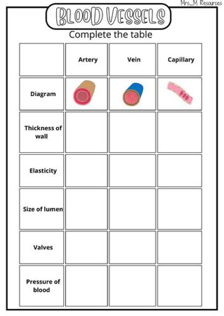 Blood Vessels Worksheet PDF – Free Printable Anatomy Practice Sheet