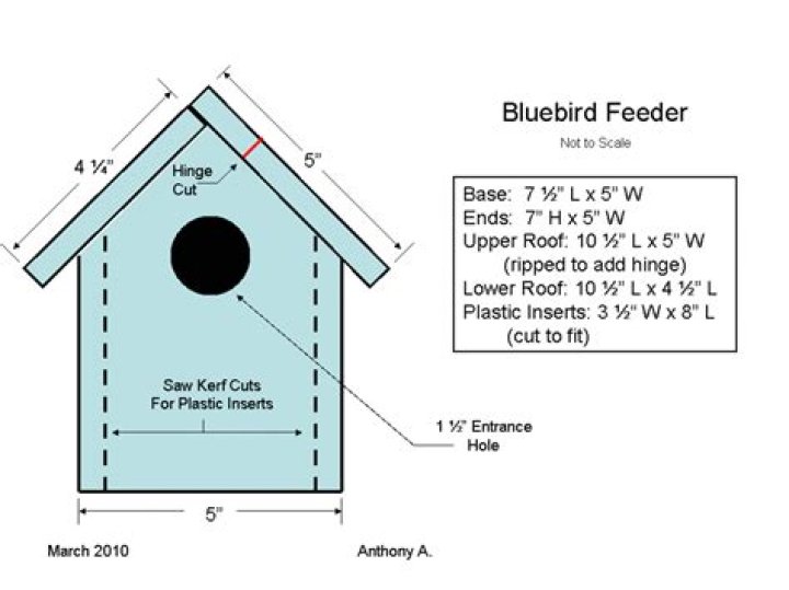 Free Bluebird Feeder Plans PDF for Attracting Colorful Birds
