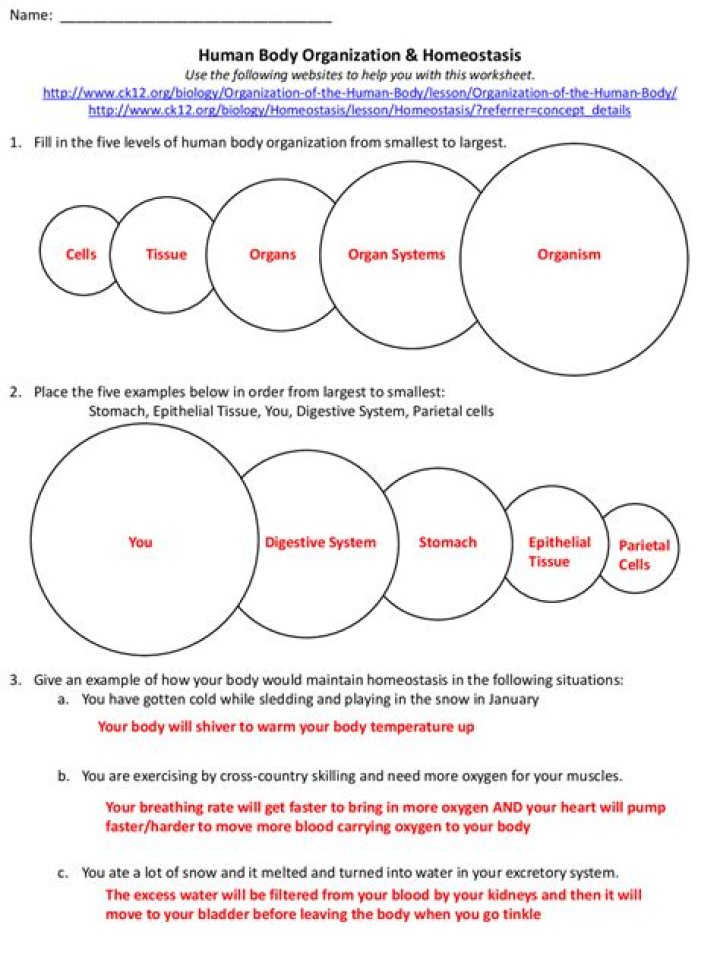 Body Organization Worksheet PDF: Boost Your Productivity Today