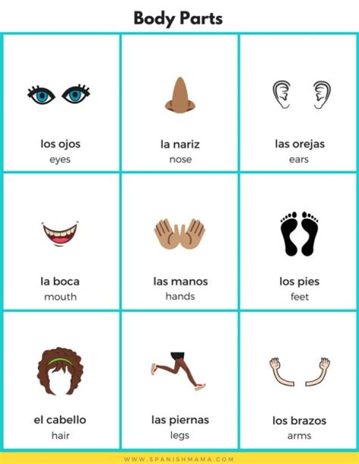 Body Parts in Spanish Worksheet PDF – Learn Key Anatomy Words