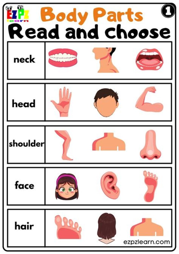 Free Kindergarten Body Parts Worksheet PDF – Download Now