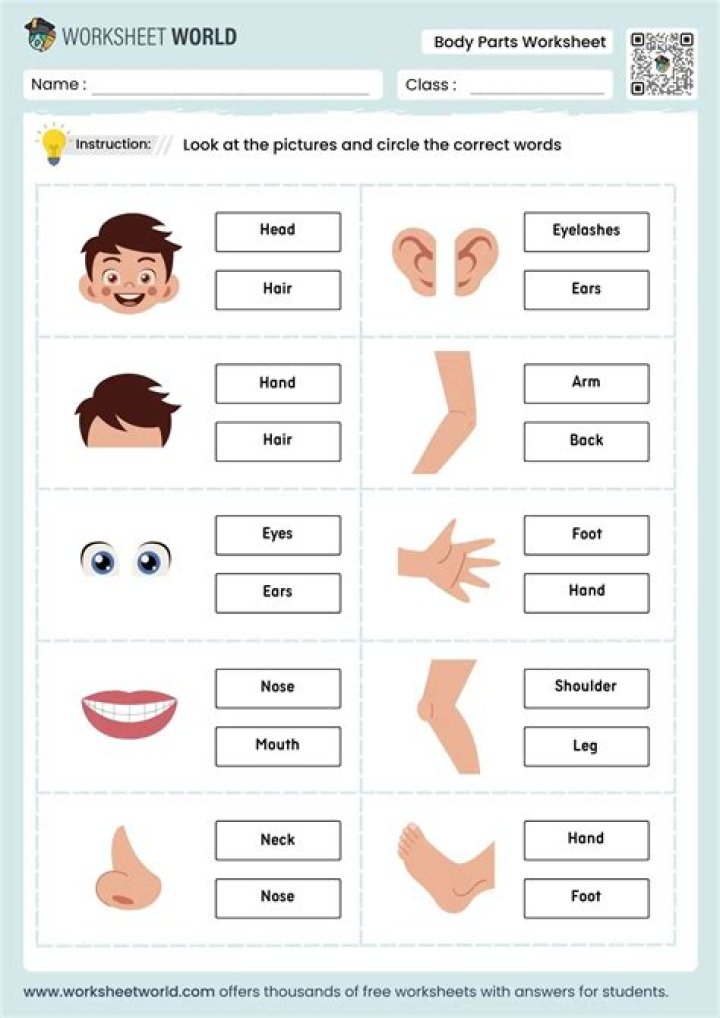 Body Parts Worksheet for Kindergarten – Free PDF Printable