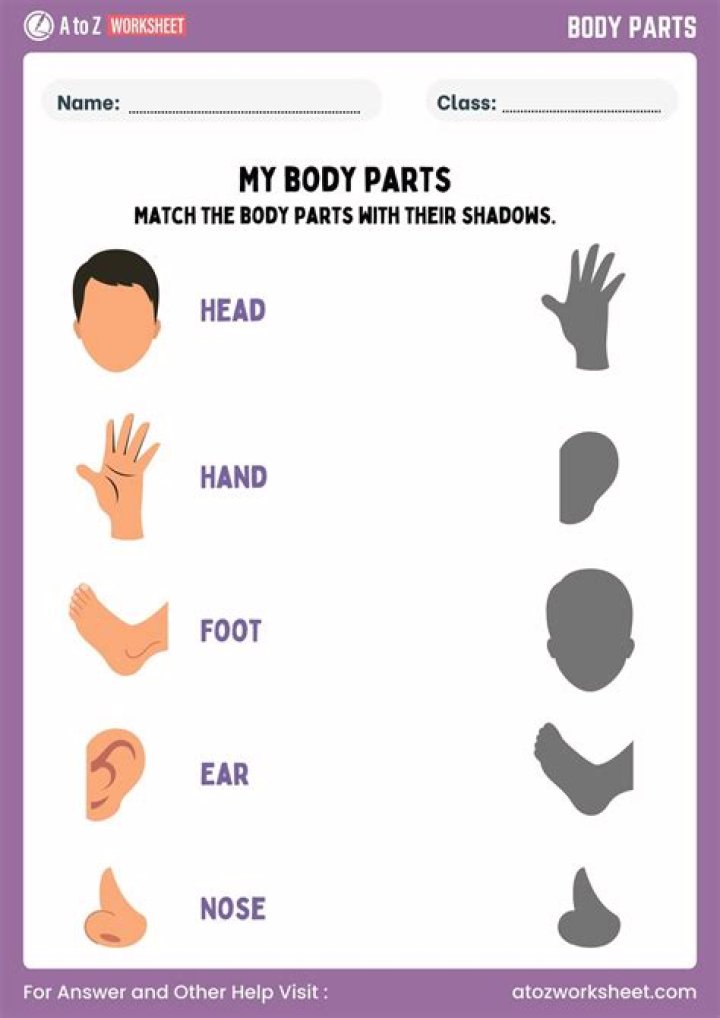 Body Parts Worksheet for Nursery PDF – Printable Body Parts Activities for Preschoolers