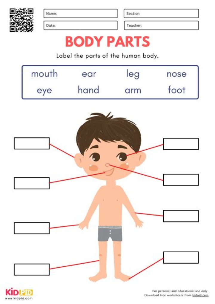 Free Body Parts Worksheets for Kindergarten PDF