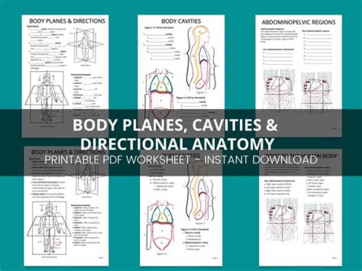 Body Planes and Sections PDF Guide: Detailed Anatomy Explained
