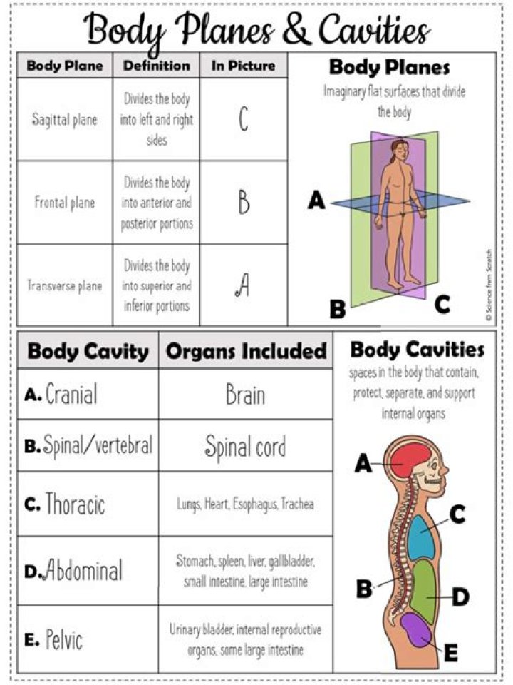 Complete Body Planes PDF Guide for Anatomy Students