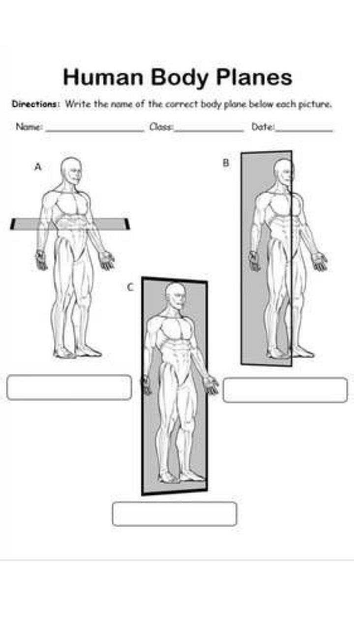Body Planes Worksheet PDF: Learn Human Anatomy with Ease
