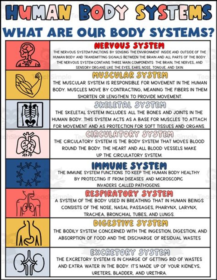 Complete Body Systems List PDF for Students and Healthcare Professionals