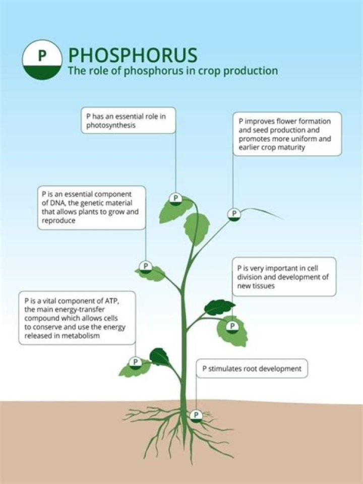 Book Phosphorus Management in Crop Production: Expert PDF Guide