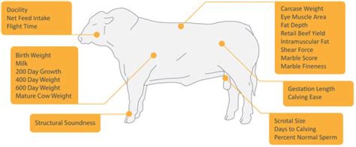 Comprehensive Breeding Plan for Cattle PDF Guide