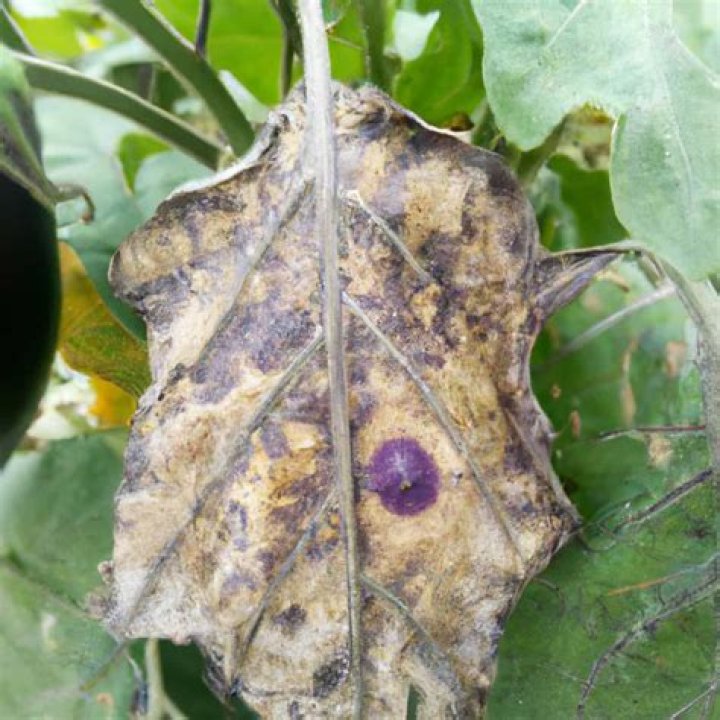 Brinjal Pest and Diseases Management PDF: Expert Guide