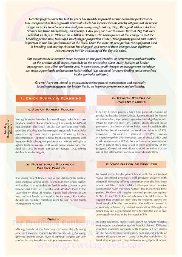 Broiler Brooding Management PDF: Expert Guide for Healthy Chickens