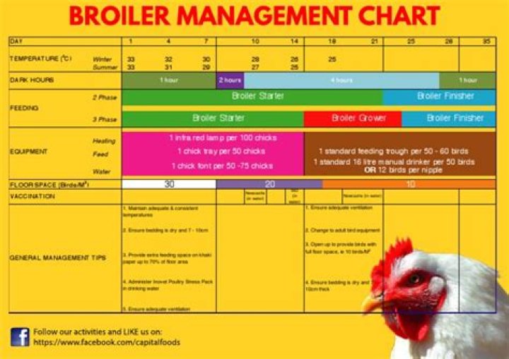Broiler Chicken Management Guide PDF: Expert Tips for Healthy Flocks