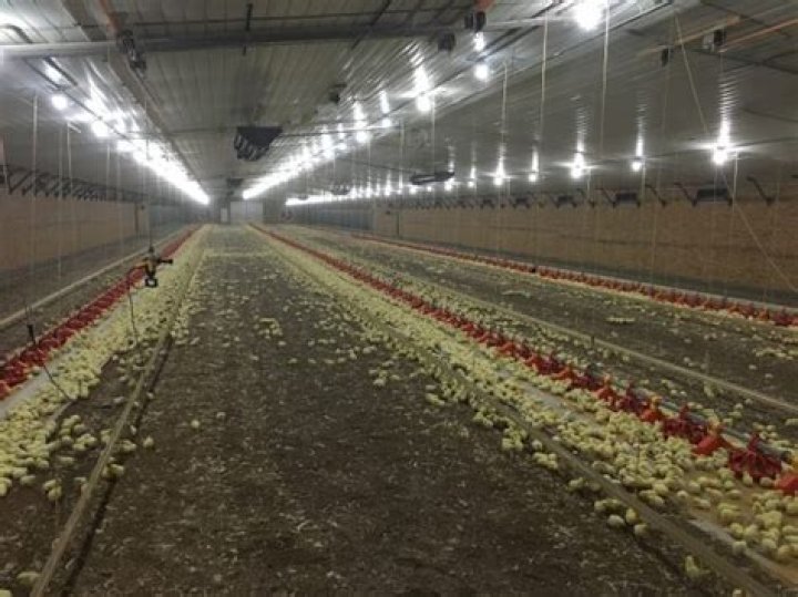 Comprehensive Broiler Poultry Farm Management PDF Guide