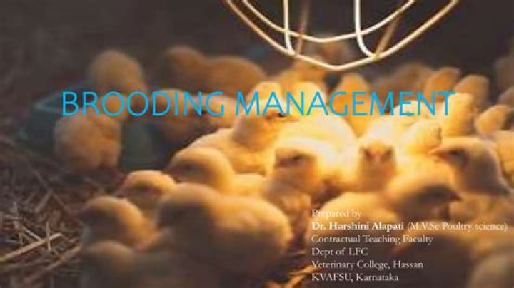 Brooding Management in Poultry PDF: Expert Guide for Optimal Chick Development