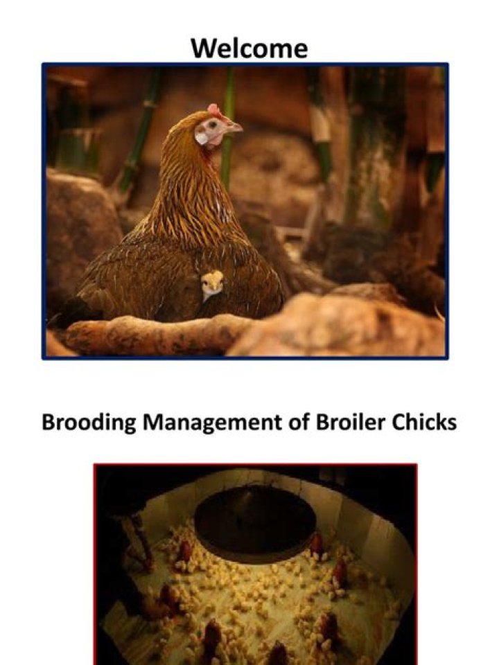 Comprehensive Brooding Management of Chicks PDF Guide