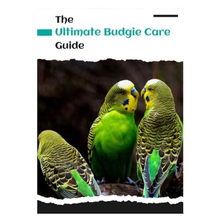 Complete Budgie Care Sheet PDF – Essential Guide for Healthy Birds