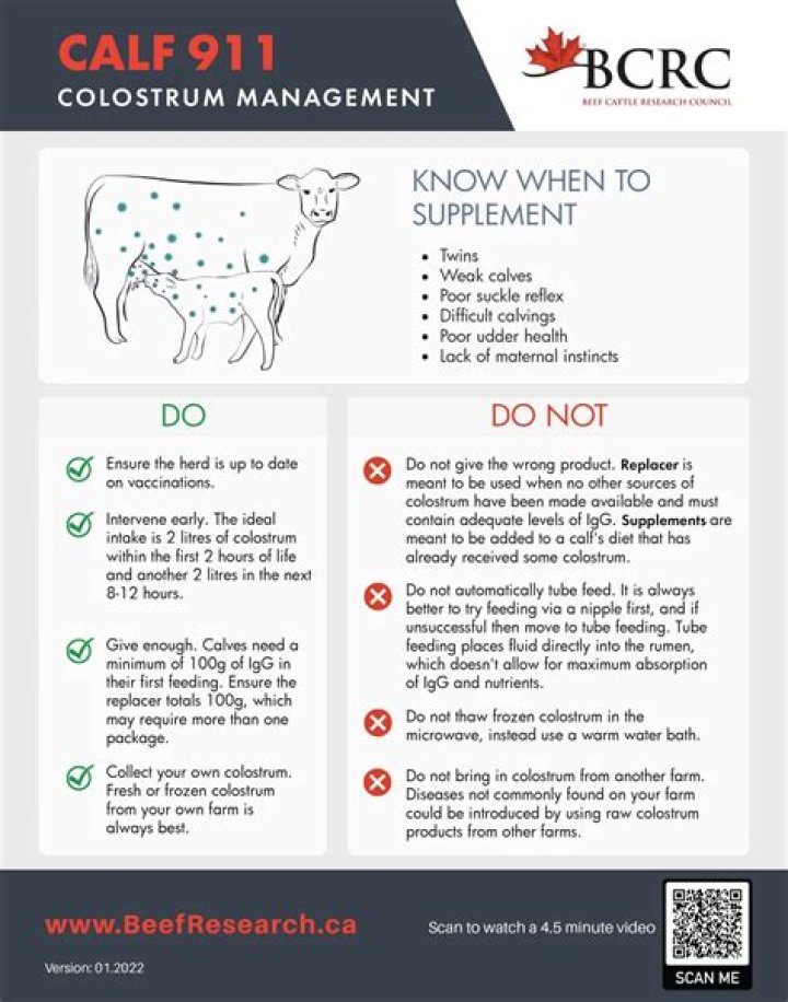 Comprehensive Buffalo Calf Management PDF Guide