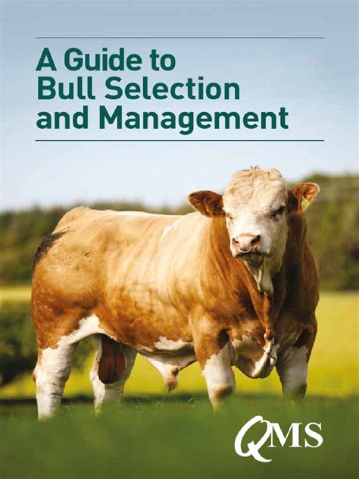 Expert Bull Management PDF: Expert Strategies for Livestock & Breeding Success