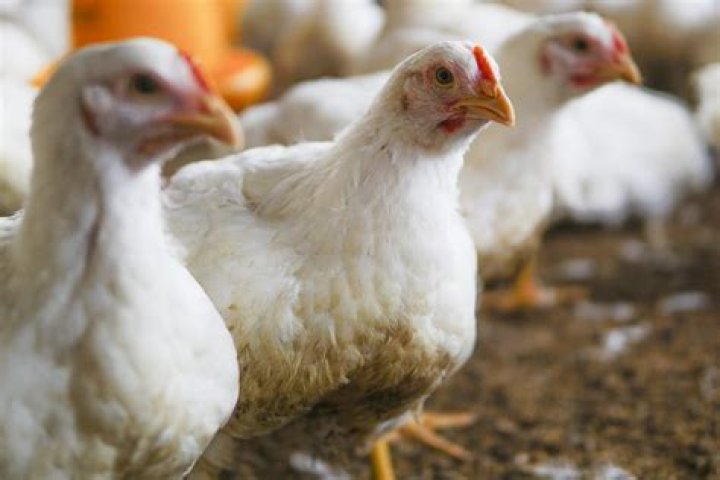 Business Plan Elevage Poulet de Chair PDF – Full Guide for Profitable Chicken Farming