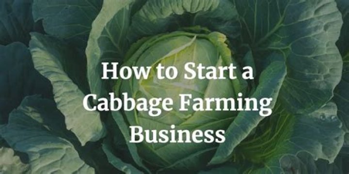 Cabbage Farming Business Plan PDF: Profitable Startup Guide