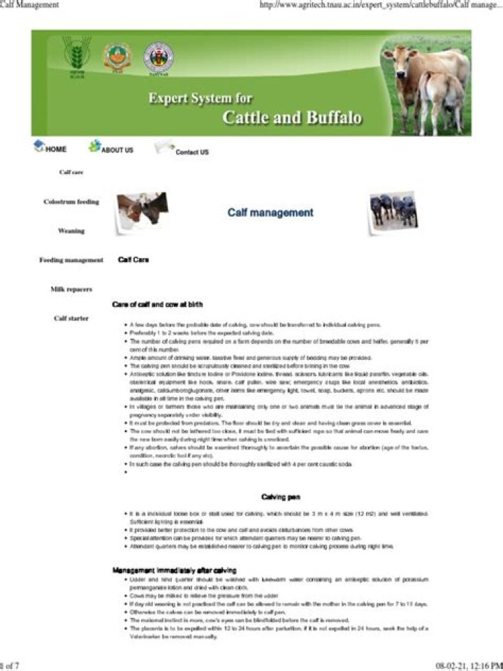 Calf Management from Birth to Weaning: Expert PDF Guide