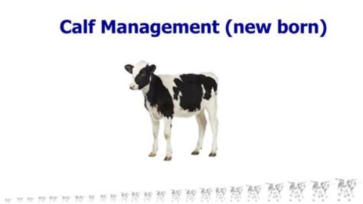 Calf Management PDF: Expert Guide for Healthy Livestock
