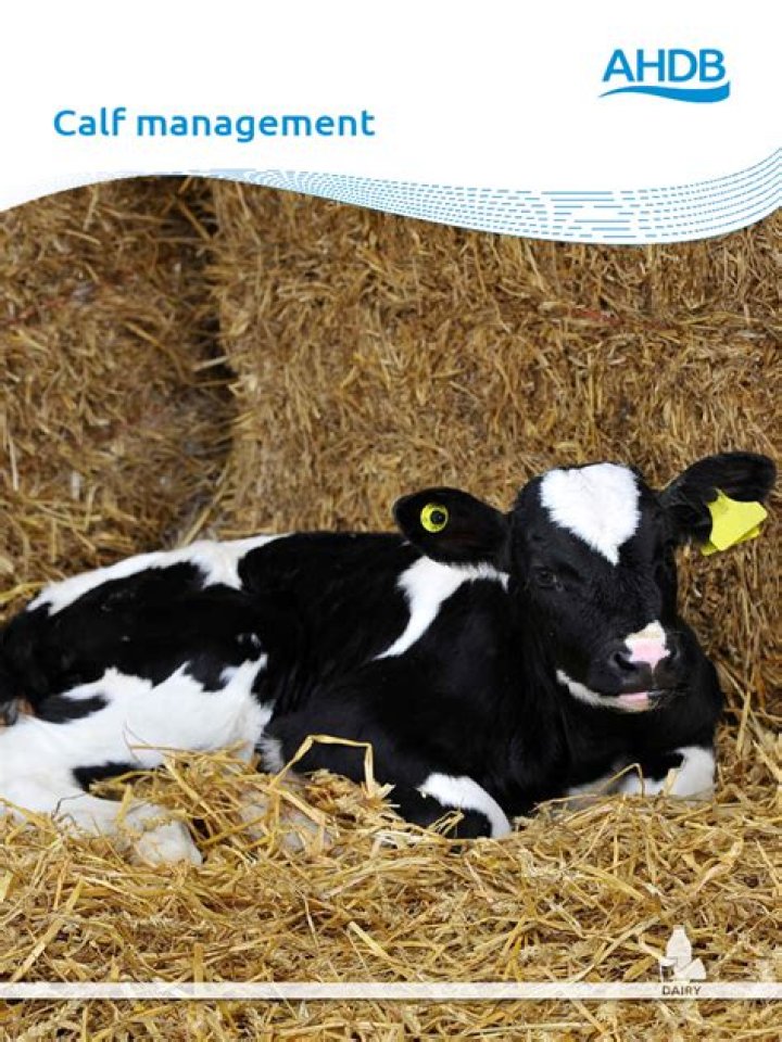 Calf Management Practices PDF: Expert Guide for Healthy Herds