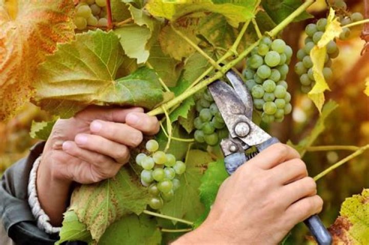 California Grapevine Management PDF Guide: Expert Strategies for Vineyard Success