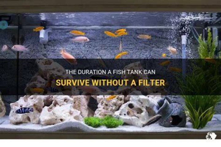 Can a fish tank survive without a filter?