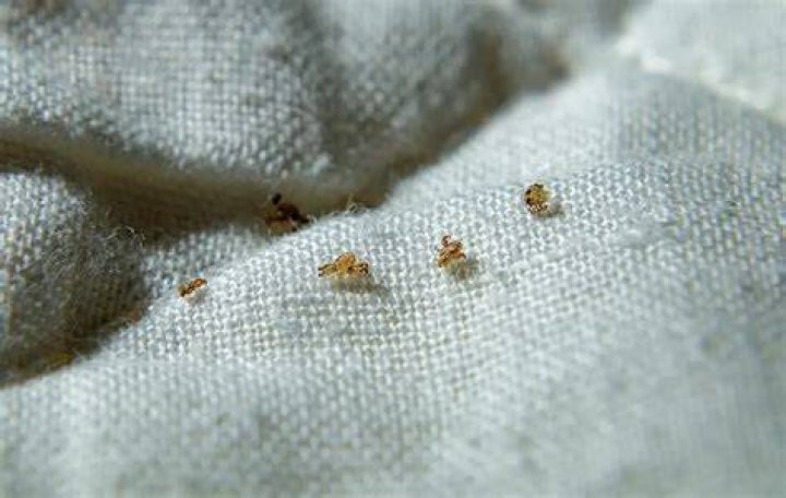 Can head lice live on clothes and bedding?