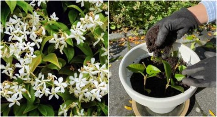 Can star jasmine be propagated from cuttings?