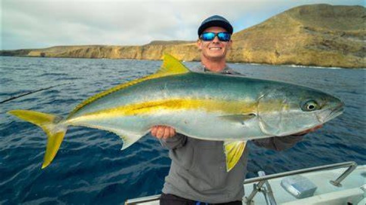 Can you catch yellowtail in California?