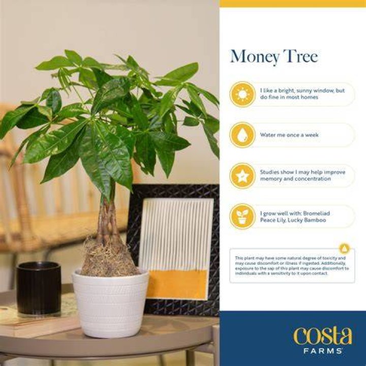 Can you do Moneytree online?