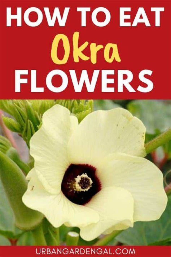 Can you eat okra flowers?