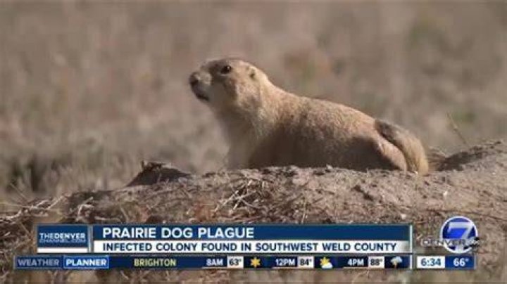 Can you get the plague from a prairie dog?
