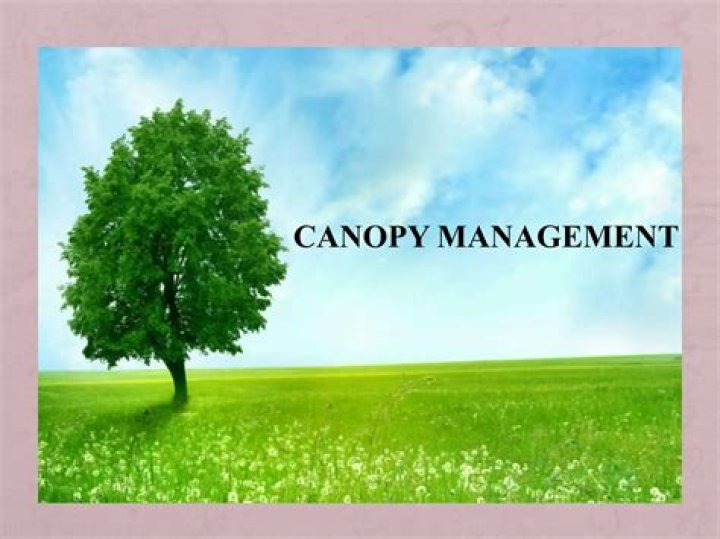 Canopy Management in Apple PDF: Expert Guide for Optimal Orchard Health